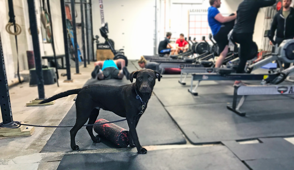 Service Animals In Health Clubs Column Width