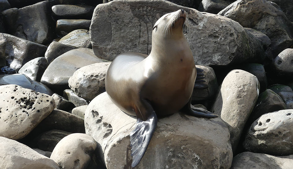 La Jolla Seal